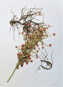 Artwork inspire by tangles of plant life and objects washed ashore along the coast of the Pacific Northwest and Donegal, Ireland